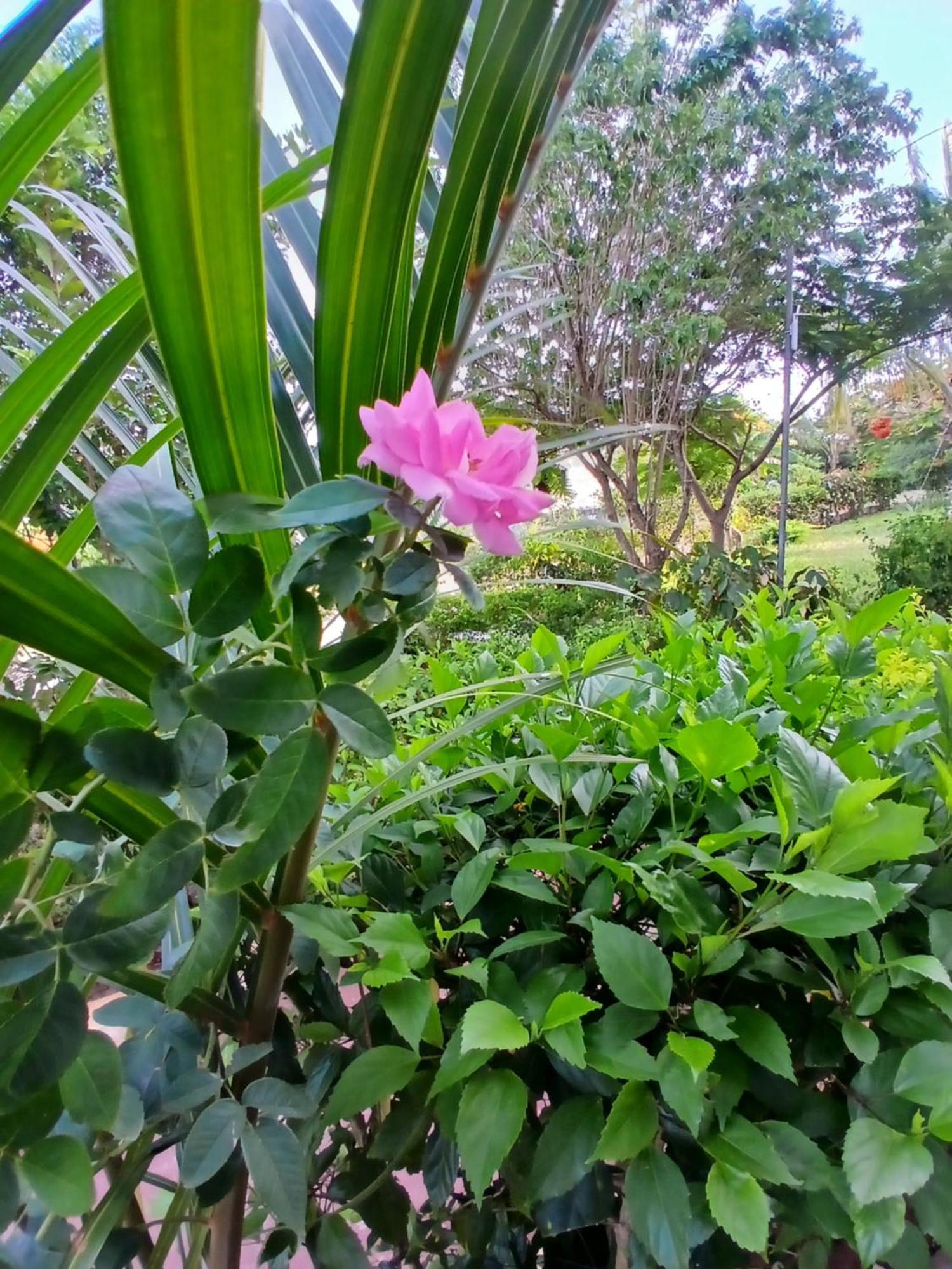 Majani Breeze Vila Nungwi Exterior foto